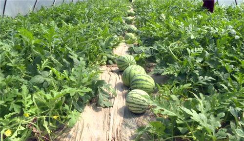 最新河北吃瓜视频爆料,揭秘幕后真相，网友热议不断